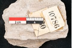 Foto (Detailansicht) von Dictyopteris brongniarti Gutb. (NHMW-GEO-2024-0188-10786)